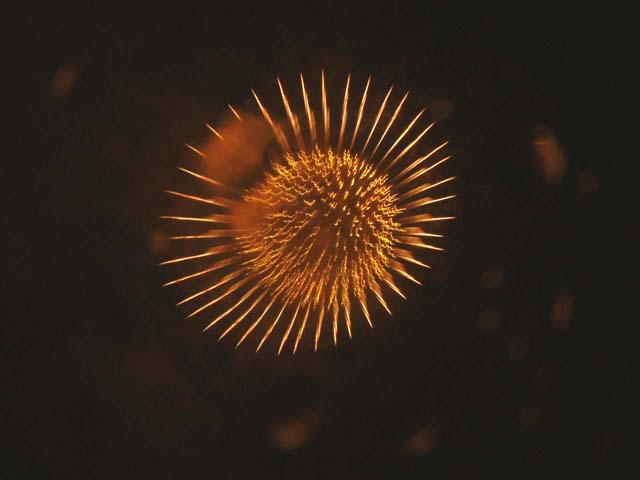 SUSUEYE2003_034_b