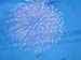 SUSUEYE2003_008_b
