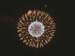 SUSUEYE2003_024_b