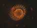 SUSUEYE2003_034_b